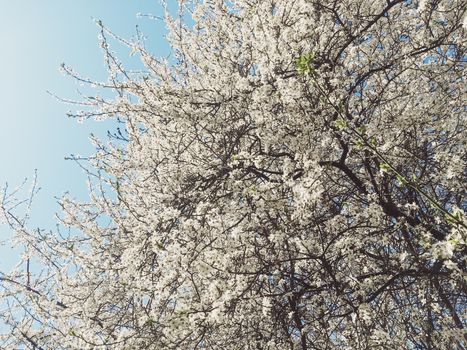 Blooming apple tree flowers in spring as floral background, nature and agriculture