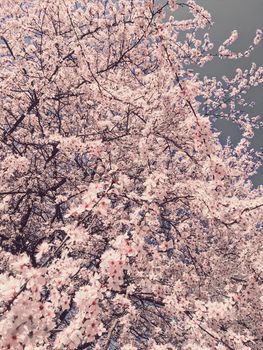 Blooming apple tree flowers in spring as floral background, nature and agriculture