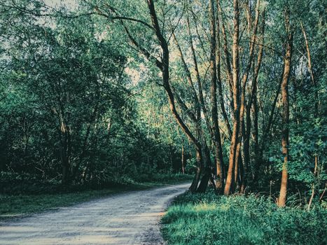 Mystery woods as wilderness landscape, amazing trees in green forest, nature and environment scenery