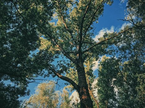 Mystery woods as wilderness landscape, amazing trees in green forest, nature and environment scenery