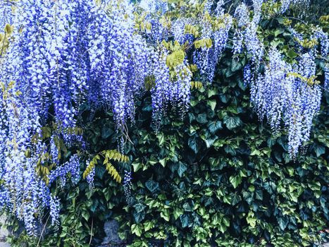 Blue wisteria flowers and leaves in botanical garden as floral background, nature and flowering scenery