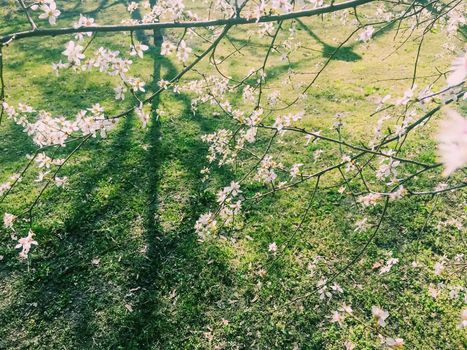 Blooming apple tree flowers in spring as floral background, nature and agriculture