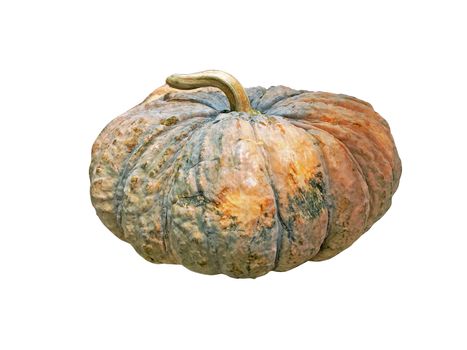 Close-up of Pumpkin isolated on white background with Clipping Path