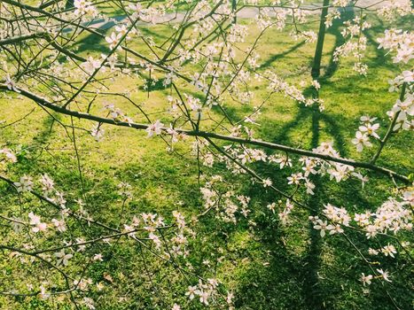 Blooming apple tree flowers in spring as floral background, nature and agriculture