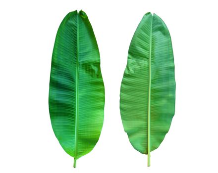 Banana leaf isolated on white background with Clipping Path
