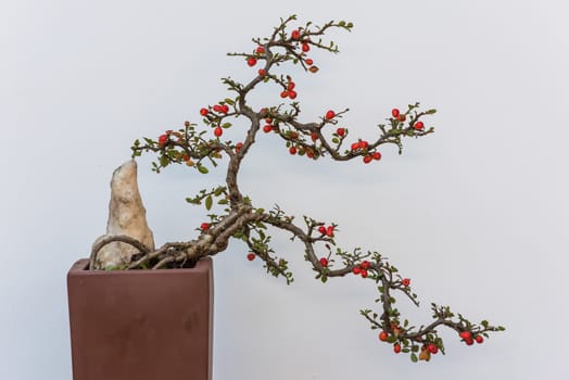 Twisted bonsai tree with red flower against white wall in China