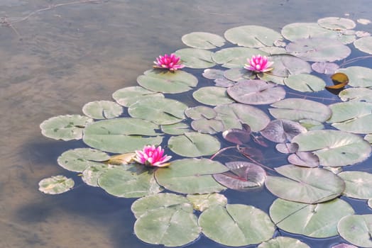 Lotus water lily water in a pond in Chengdu, Sichuan province, China