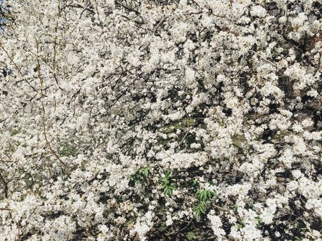 Blooming apple tree flowers in spring as floral background, nature and agriculture