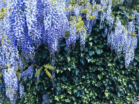 Blue wisteria flowers and leaves in botanical garden as floral background, nature and flowering scenery