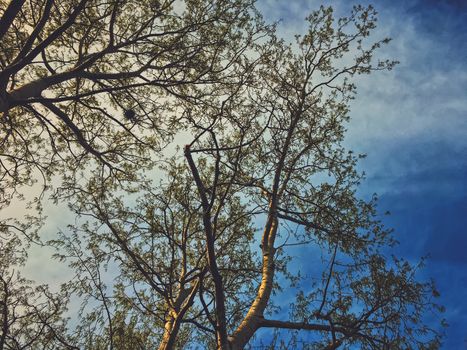 Beautiful trees and sky at sunset in spring, nature and background