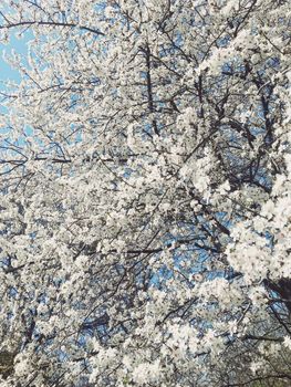 Blooming apple tree flowers in spring as floral background, nature and agriculture