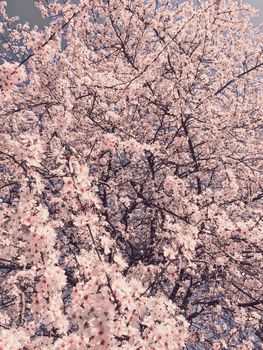 Blooming apple tree flowers in spring as floral background, nature and agriculture