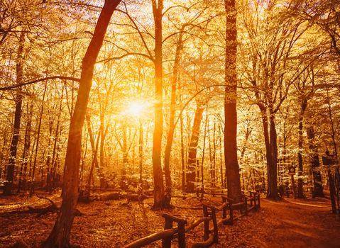 Autumn forest landscape at sunset or sunrise, nature and environment