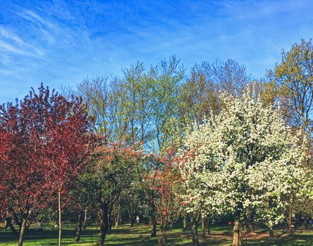 Blooming trees in spring in a city park, nature and landscape