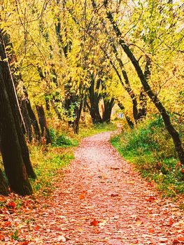 Autumn nature in park, fall leaves and trees outdoors, beautiful season