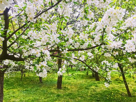 Blooming apple tree flowers in spring garden as beautiful nature landscape, plantation and agriculture scenery