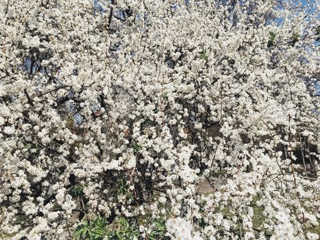 Blooming apple tree flowers in spring as floral background, nature and agriculture