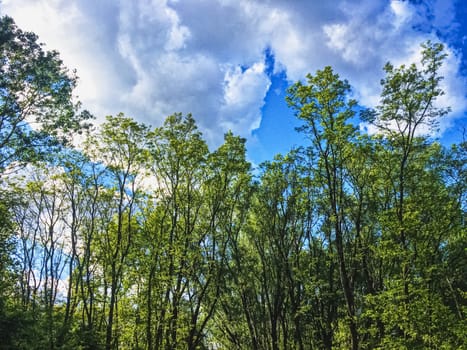 Countryside woods as rural landscape, amazing trees in green forest, nature and environment scenery