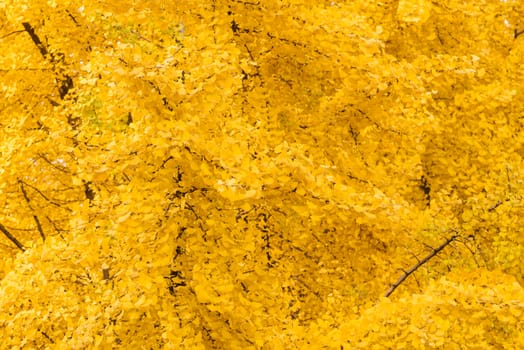 Gingko trees with yellow leaves in autumn background in Chengdu, Sichuan province, China