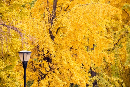Street lampposts with yellow leaves on gingko trees in the background in Chengdu, Sichuan province, China