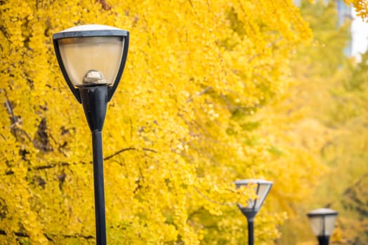 Street lampposts with yellow leaves on gingko trees in the background in Chengdu, Sichuan province, China