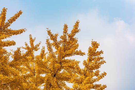 Gingko trees with yellow leaves in autumn against blue sky and white clouds in Chengdu, Sichuan province, China