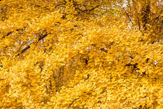 Gingko trees with yellow leaves in autumn background in Chengdu, Sichuan province, China