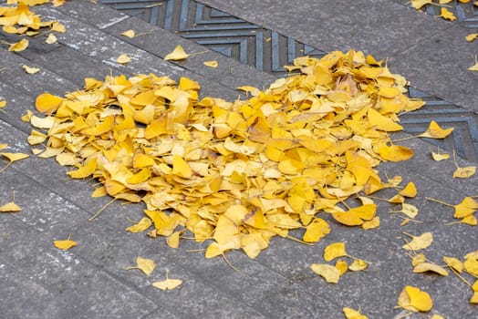 Heart shape made of yellow gingko leaves in the street in autumn in Chengdu, Sichuan province, China
