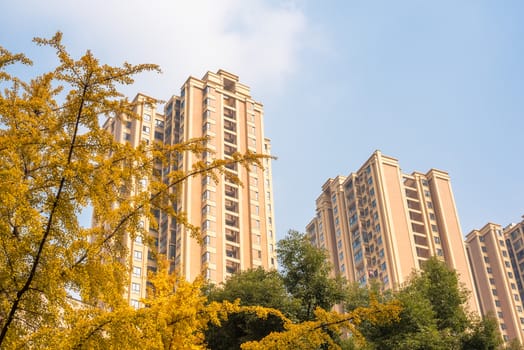 Gingko trees with yellow leaves in autumn against buildings and blue sky and white clouds in Chengdu, Sichuan province, China