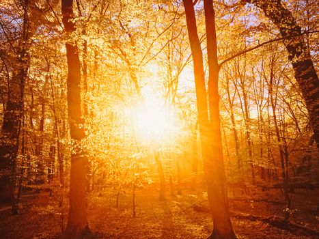 Autumn forest landscape at sunset or sunrise, nature and environment