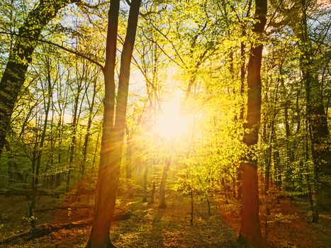 Spring forest landscape at sunset or sunrise, nature and environment