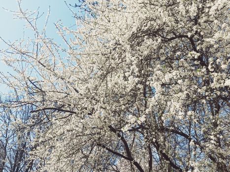 Blooming apple tree flowers in spring as floral background, nature and agriculture