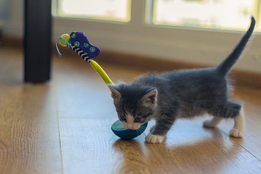 gray kitten is played with a tumbler toy on a wooden floor