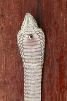 Tanned skin of Ophiophagus hannah. Close up of belt of the most venomous snake on Bali island in Indonesia. Product from leather workshop. King cobra also known as hamadryad, species of venomous snake