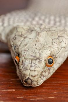 A close up head of a King Cobra. Tanned skin of Ophiophagus hannah. Belt of the most venomous snake on Bali island in Indonesia. Product from leather workshop.