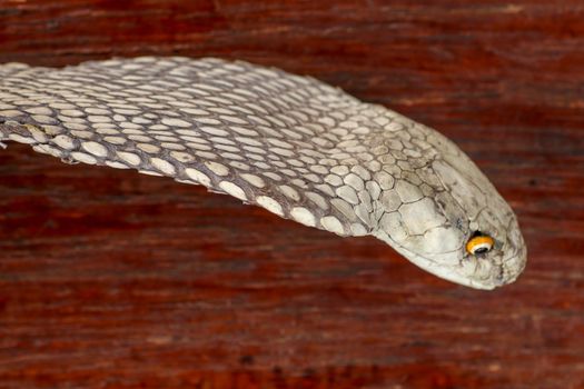 A close up head of a King Cobra. Tanned skin of Ophiophagus hannah. Belt of the most venomous snake on Bali island in Indonesia. Product from leather workshop.