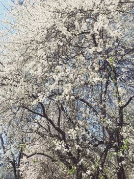 Blooming apple tree flowers in spring as floral background, nature and agriculture