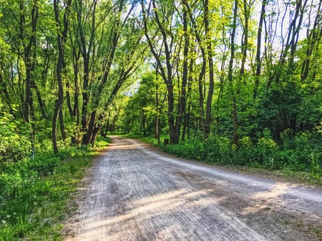 Countryside woods as rural landscape, amazing trees in green forest, nature and environment scenery