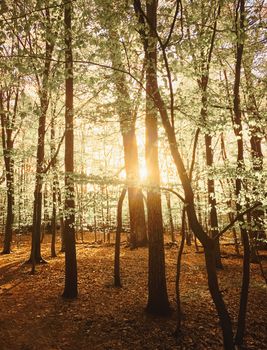 Spring forest landscape at sunset or sunrise, nature and environment