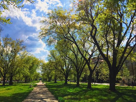 Sunny alley in the city park in spring, nature and outdoor landscape scenery