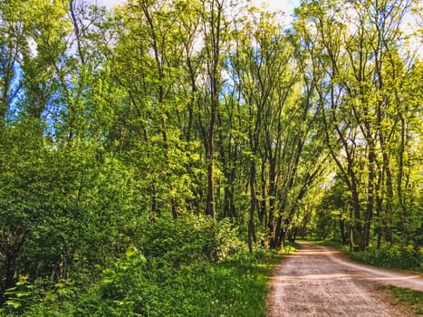 Countryside woods as rural landscape, amazing trees in green forest, nature and environment scenery