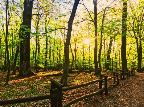 Spring forest landscape at sunset or sunrise, nature and environment