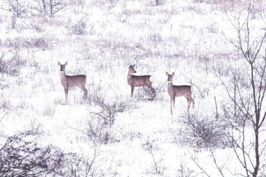 Roe deers in winter meadow (Capreolus capreolus)