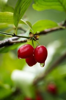 Cornus mas (Cornelian cherry, European cornel or dogwood)