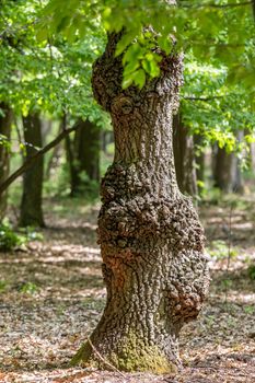 Old oak tree trunk in spring