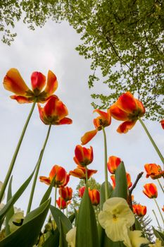 Beautiful red tulips in spring