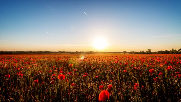 Poppy field in the sunset light