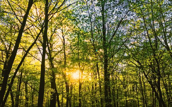 Spring forest landscape at sunset or sunrise, nature and environment