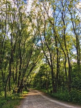 Countryside woods as rural landscape, amazing trees in green forest, nature and environment scenery