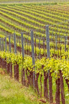 Beautiful rows of grapes in spring